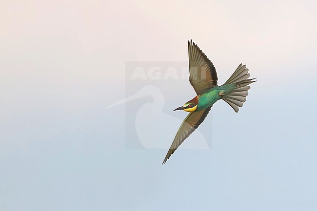 European Bee-eater, Bijeneter, Merops apiaster, Hungary, adult stock-image by Agami/Ralph Martin,