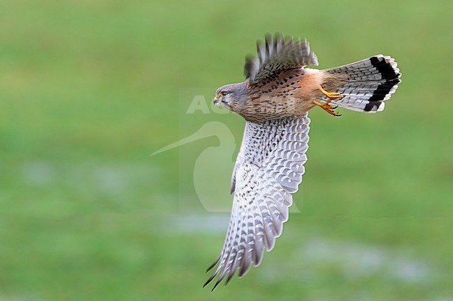 A Common Kestrel (Falco tinnunculus) takes off from a fence post allowing close-up views on the island of Texel. stock-image by Agami/Jacob Garvelink,