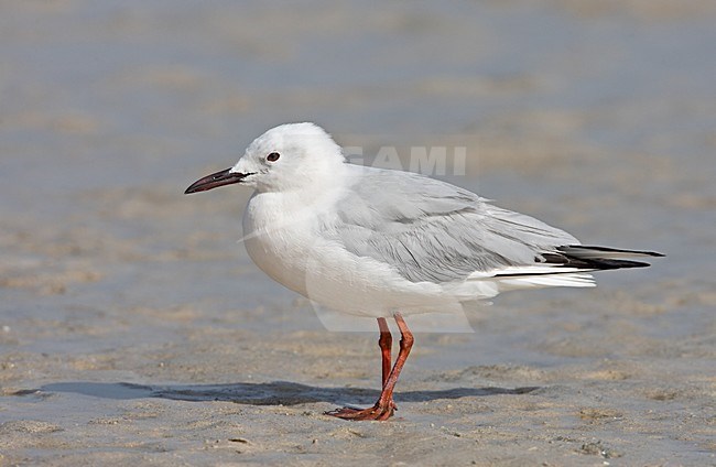 Kaitanokkalokki_2790 (Larus genei) Slender-billed Gull, maaliskuu / March 2006, Sultanate of Oman stock-image by Agami/Jari Peltomäki,