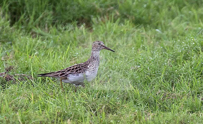 Pectoral Sandpiper (Calidris melanotos) wintering along the coast in Costa Rica. stock-image by Agami/Dani Lopez-Velasco,