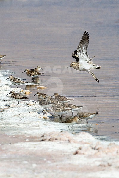 Kaspische Plevier; Caspian Plover; Charadrius asiaticus stock-image by Agami/Yoav Perlman,