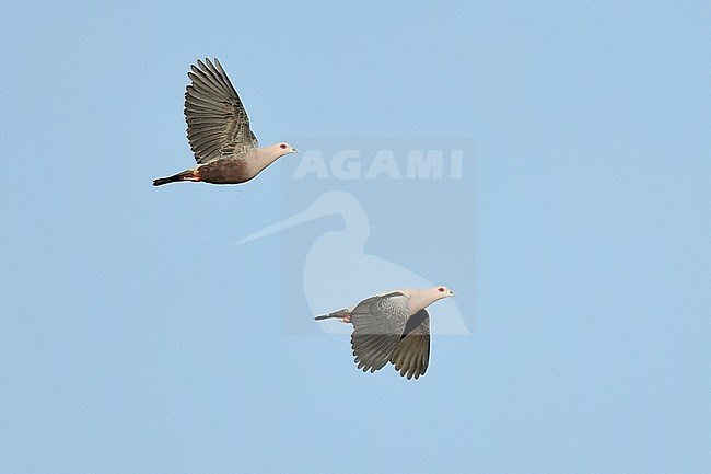 Pair of endemic Pinon's Imperial Pigeons (Ducula pinon) in flight over Nimbokrang in West Papua. stock-image by Agami/Laurens Steijn,