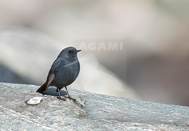 Perched Plumbeous Water Redstart (Phoenicurus fuliginosus) on a rock in local river in the Himalayas. stock-image by Agami/Marc Guyt,