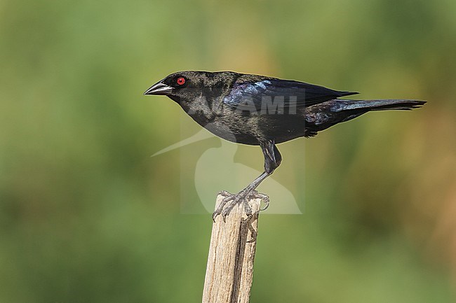 Adult male
Pima Co., AZ
July 2007 stock-image by Agami/Brian E Small,