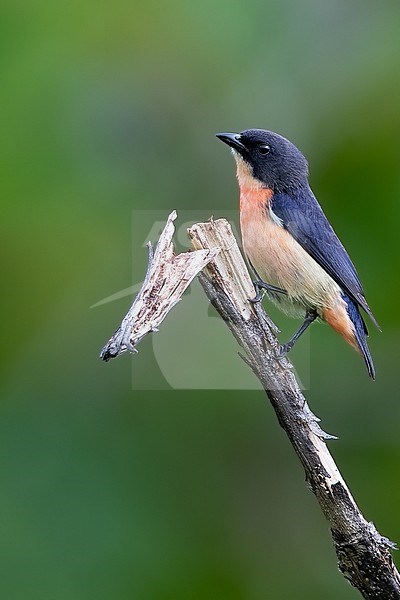 Pink-breasted Flowerpecker (Dicaeum keiense) Perched on a branch in Tanimbar Island stock-image by Agami/Dubi Shapiro,