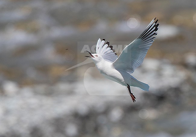 Black-billed Gull (Chroicocephalus bulleri) in New Zealand. Adult catching an insect in mid air. stock-image by Agami/Marc Guyt,