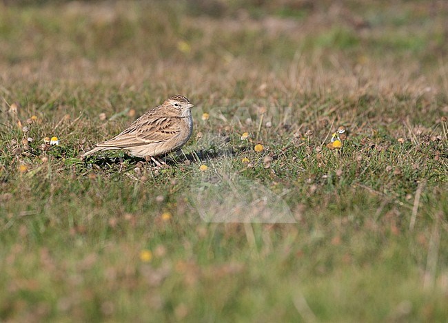 Greater Short-toed Lark (Calandrella brachydactyla) standing on a grass field on the isles of Scilies in England. stock-image by Agami/Pete Morris,