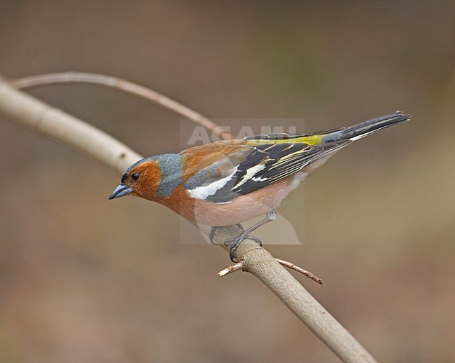 Common Chaffinch male perched; Vink man zittend stock-image by Agami/Markus Varesvuo,