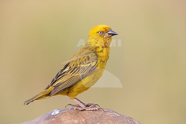 Cape Weavers (Ploceus capensis), side view of an adult male perched on a rock, Western Cape, South Africa stock-image by Agami/Saverio Gatto,