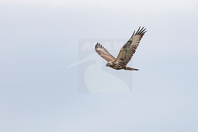 A juvenile Upland Buzzard (Buteo hemilasius) hovering above the mongolian steppe. stock-image by Agami/Mathias Putze,