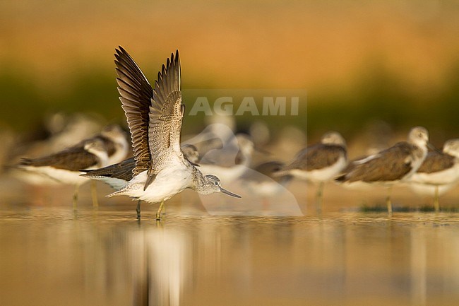 Common Greenshank - Grünschenkel - Tringa nebularia, Oman stock-image by Agami/Ralph Martin,