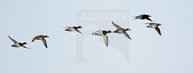Groep Toppers in vlucht; Group of Greater Scaup in flight stock-image by Agami/Markus Varesvuo,