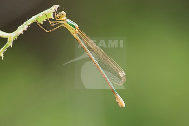 Vers vrouwtje Zwervende pantserjuffer,Newly emerged female Lestes barbarus stock-image by Agami/Wil Leurs,