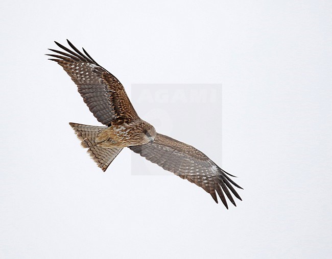 Black-eared Kite, Milvus lineatus, near Kushiro, Hokkaido, Japan. stock-image by Agami/Pete Morris,