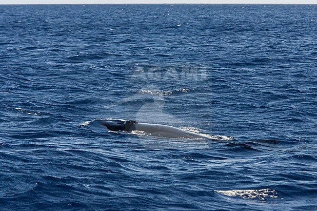 Noordse vinvis, Sei whale stock-image by Agami/Menno van Duijn,