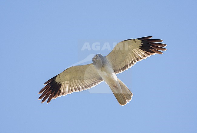 Blauwe Kiekendief in vlucht; Hen Harrier (Circus cyaneus) in flight stock-image by Agami/Arie Ouwerkerk,