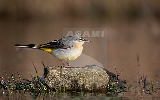 Grey Wagtail (Motacilla cinerea cinerea) a 2cy bird perched on a rock at Roskilde, Denmark stock-image by Agami/Helge Sorensen,