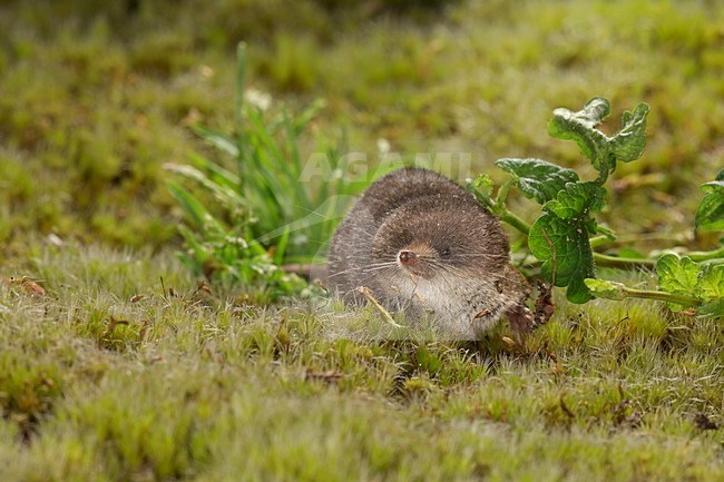 Dwergspitsmuis foeragerend in de vegetatie, Pygmy Shrew foeraging in the vegetation stock-image by Agami/Theo Douma,