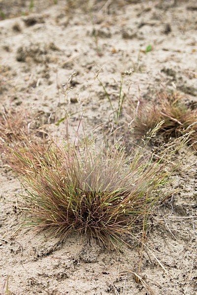 Buntgras in zandverstuiving in berkheide Wassenaar; Grey Hair-grass in sandy part in Berkheide Wassenaar stock-image by Agami/Arnold Meijer,