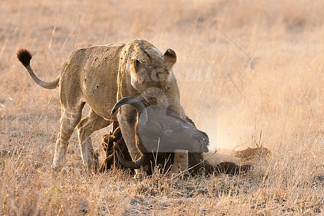 Lion (Panthera Leo) female moving African Buffalo (Syncerus caffer) carcass at Kruger National Park in summer stock-image by Agami/Caroline Piek,