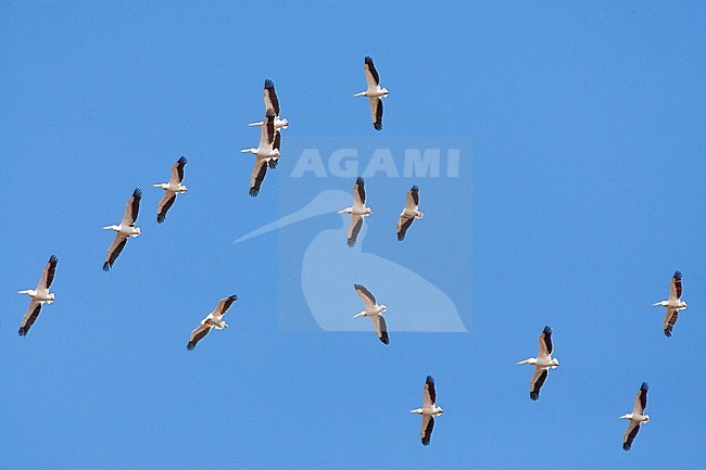 Great White Pelicans (Pelecanus onocrotalus) in flight during early summer in Donau Delta, Romania. stock-image by Agami/Marc Guyt,