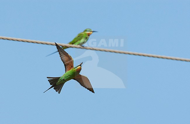 Adult African Blue-cheeked Bee-eater (Merops persicus chrysocercus) wintering in the Gambia. stock-image by Agami/Roy de Haas,