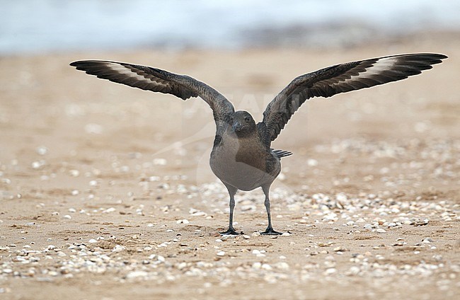 First-winter Great Skua (Stercorarius skua) standing on the beach with both wings raised at Lagoset, Halland, Sweden. stock-image by Agami/Helge Sorensen,