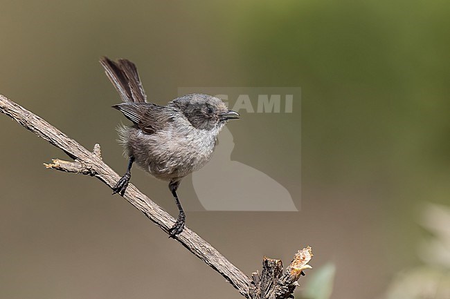 Adult male
Nuevo Leon, Mexico
May 2022 stock-image by Agami/Brian E Small,