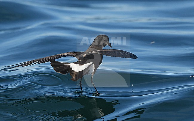 European Storm-Petrel ( Hydrobates pelagicus) off the coast of south Portugal stock-image by Agami/Eduard Sangster,