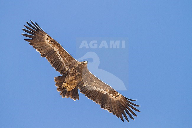 Steppe Eagle - Steppenadler - Aquila nipalensis, Oman, 4th cy stock-image by Agami/Ralph Martin,