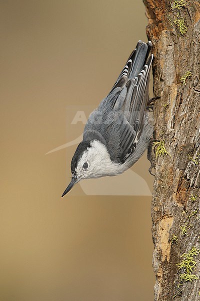Adult male White-breasted Nuthatch, Sitta carolinensis
Lake Co., Oregon
August 2015 stock-image by Agami/Brian E Small,