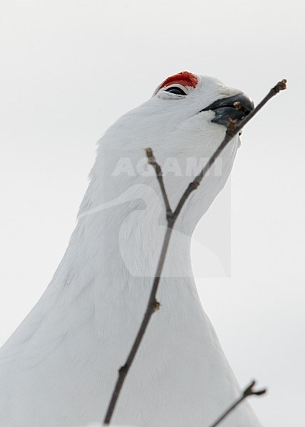 Winter kleed Moerassneeuwhoen in de sneeuw, Winter plumage Willow Ptarmigan in snow stock-image by Agami/Markus Varesvuo,