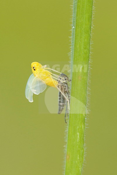 uitsluipende Groene cicade; emerging Green leafhopper; stock-image by Agami/Walter Soestbergen,