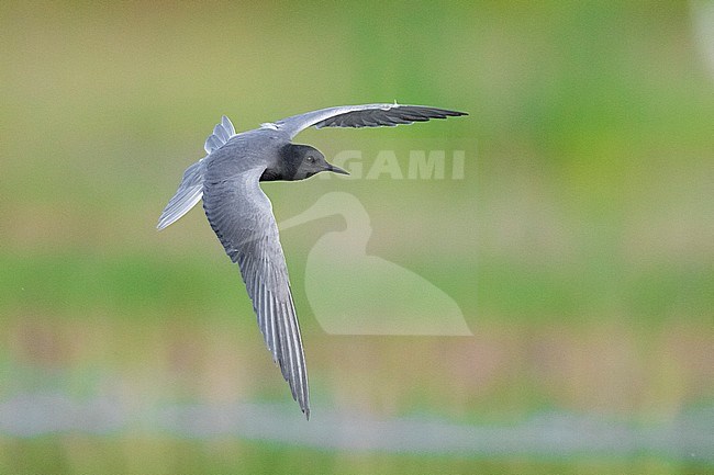 Black Tern (Chlidonias niger), adult in flight, Campania, Italy stock-image by Agami/Saverio Gatto,