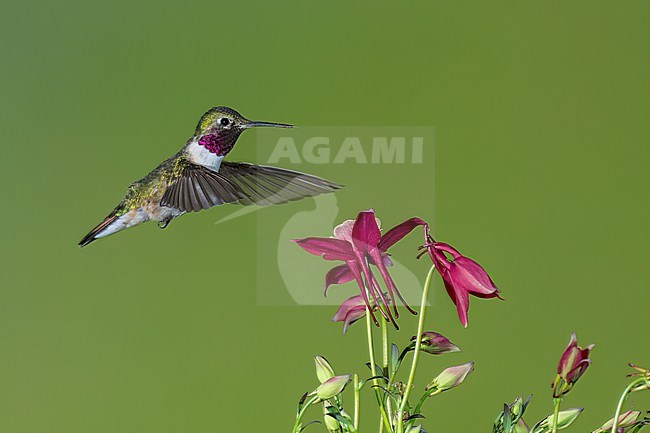 Adult male
Jefferson Co., CO
June 2023 stock-image by Agami/Brian E Small,