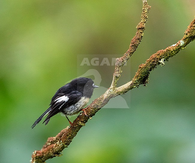 Auckland Tomtit (Petroica macrocephala marrineri) on Enderby Island, part of the Auckland Islands, New Zealand. Sitting on a moss covered branch. stock-image by Agami/Marc Guyt,