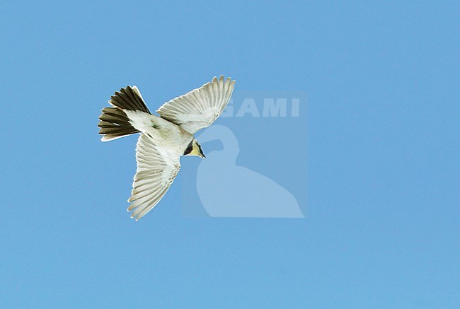 Horned Lark (Eremophila alpestris) adult male in song flight stock-image by Agami/Dick Forsman,