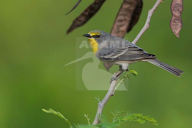 Olive-capped Warbler (Setophaga pityophila) stock-image by Agami/Dubi Shapiro,