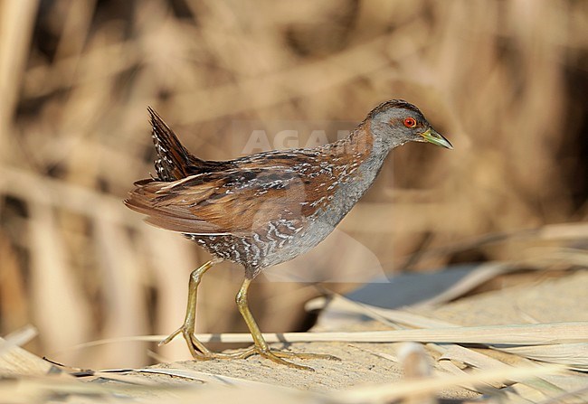 Adult Baillon's Crake (Porzana pusilla) at Sur in Oman. Walking away. stock-image by Agami/Aurélien Audevard,