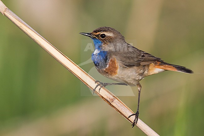 Bluethroat - Blaukehlchen - Cyanecula svecica ssp. cyanecula, Germany, adult male stock-image by Agami/Ralph Martin,