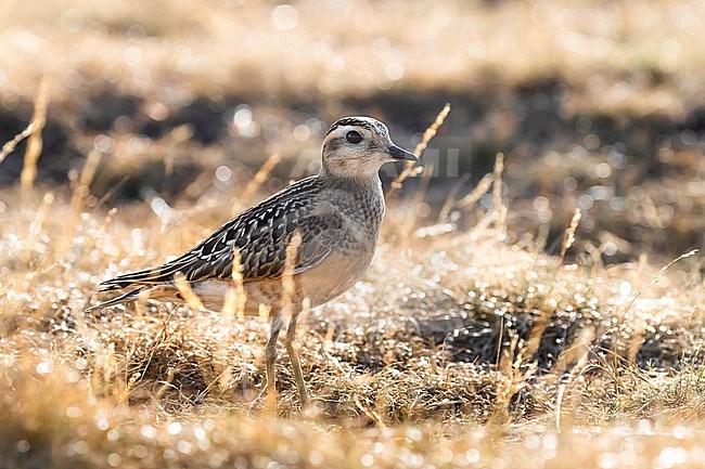 Eurasian Dotterel, Charadrius morinellus, in Italy. stock-image by Agami/Daniele Occhiato,