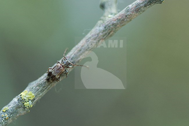 Exocentrus lusitanus - Wimperhornbock, Germany (Baden-Württemberg), imago stock-image by Agami/Ralph Martin,