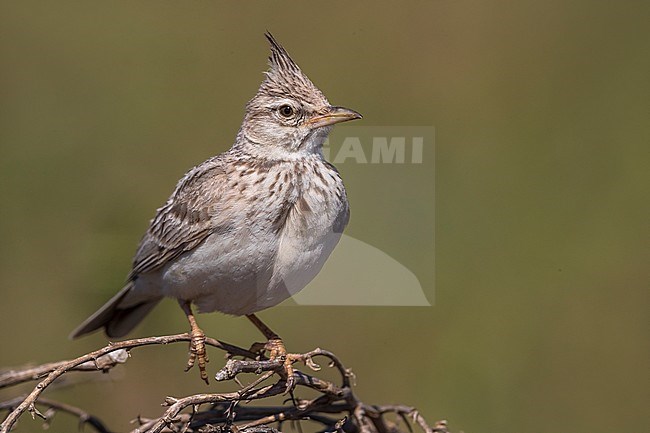 Kuifleeuwerik ssp iwanowi; Crested Lark; Galerida cristata iwanowi stock-image by Agami/Daniele Occhiato,