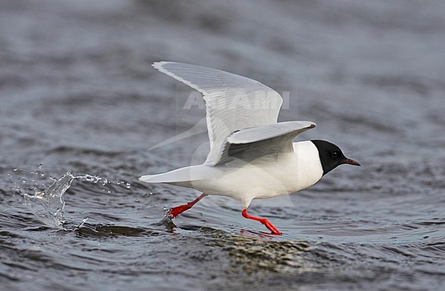 Wegvliegende Dwergmeeuw in zomerkleed; Little Gull in summer plumage taking of stock-image by Agami/Markus Varesvuo,