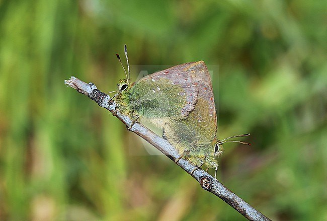 Pair of Provence hairstreak   (Tomares ballus) stock-image by Agami/Aurélien Audevard,