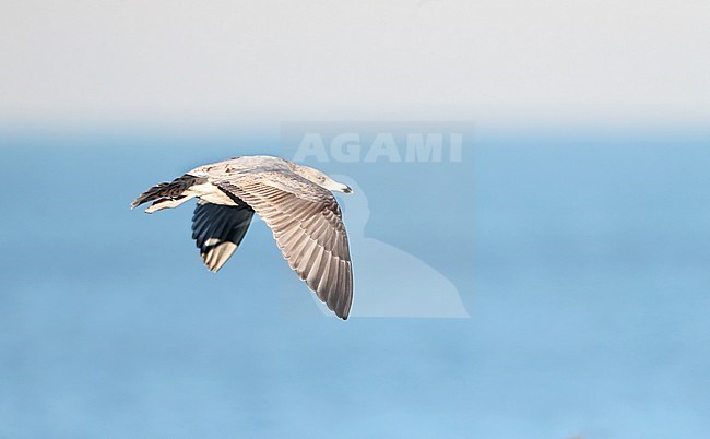 Second-winter European Herring Gull (Larus argentatus) during winter in Ijmuiden in the Netherlands. Side view of bird in flight showing upper wing pattern. stock-image by Agami/Marc Guyt,