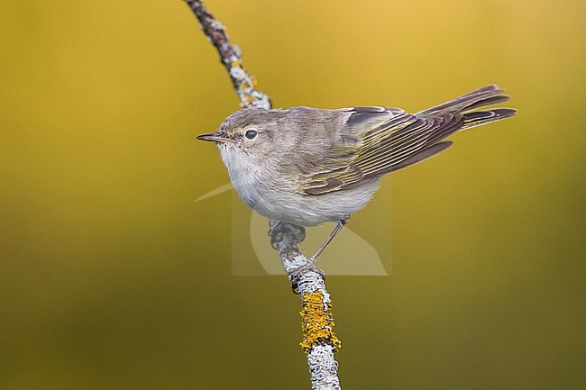 Westelijke Bergfluiter, Western Bonelli's Warbler stock-image by Agami/Daniele Occhiato,