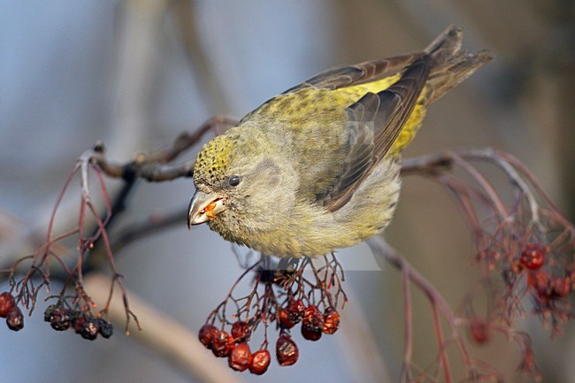 Kruisbek foeragerend op bessen; Common Crosbill foraging on berries stock-image by Agami/Markus Varesvuo,