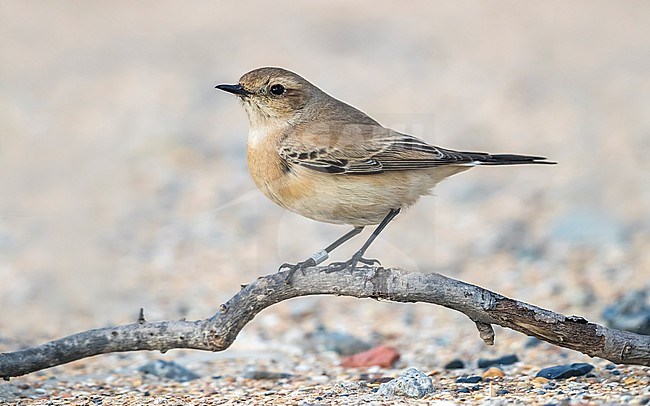 Female first-winter Desert Wheatear sitting on the sand at La Panne beach, West Flanders, Belgium. December 09, 2017. stock-image by Agami/Vincent Legrand,