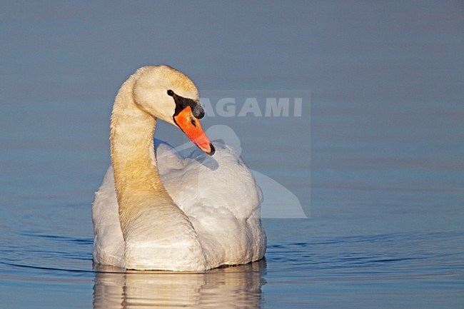 Zwemmende man Knobbelzwaan; Swimming male Mute Swan stock-image by Agami/Rob Olivier,
